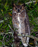 Great Horned Owl on the Entrance Road 2.jpg