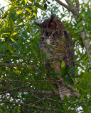 Great Horned Owl Blending In.jpg