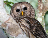 Barred Owl Closeup.jpg