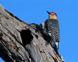Red Bellied Woodpecker on the Tree.jpg