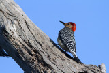 Red Bellied Woodpecker Back.jpg