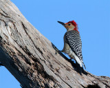 Red Belllied Woodpecker on Heron Hideout.jpg