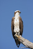 Osprey in Merritt Island NWR.jpg