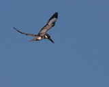 Belted Kingfisher Flying.jpg
