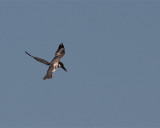 Belted Kingfisher Hovering.jpg