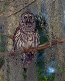 Barred Owl on a Branch in the Moss.jpg