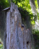 Barred Owl Chick in the Nest.jpg
