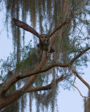 Barred Owl Taking Off.jpg