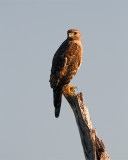 Hawk on a Branch.jpg