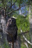 Barred Owl Camo.jpg
