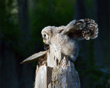 Barred Owl Chick on the Nest Wings Spread.jpg