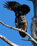 Barred Owl Being Buzzed by a Crow.jpg