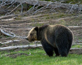Grizzly Bear Near Obsidian.jpg