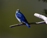 Mountain Bluebird.jpg