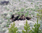 Quad Mom with Cubs on a Boulder at Swan Lake Flats.jpg