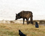 Black Canyon Wolf Near Alum Creek.jpg