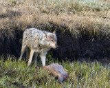 White Canyon Pack Wolf on an Elk Carcass.jpg