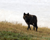 Black Canyon Pack Wolf at Alum Creek.jpg