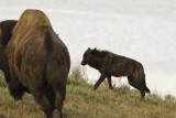 Canyon Black Wolf Harassing a Bison.jpg