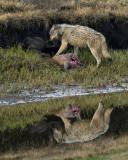 Canyon Wolves on the Carcass at Alum Creek.jpg