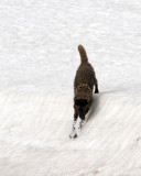 Black Wolf Sliding Down a Snow Hill at Alum Creek.jpg