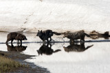 Three Canyon Wolves in Alum Creek.jpg