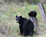 Black Bear with cub on stump.jpg