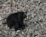 Bear on the Scree.jpg