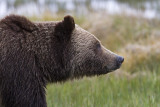 Grizzly Bear Profile.jpg