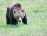 Grizzly Near Norris Campground.jpg
