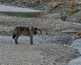 Lamar Canyon Wolf at the River.jpg