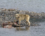 Lamar Canyon Grey on a Carcass.jpg