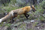 Fox Climbing a Hill.jpg