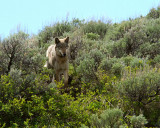 Lamar Canyon Wolf By Soda Butte Cone.jpg