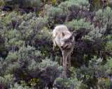 Lamar Canyon Wolf in the Sage on the Hill.jpg