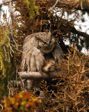 Great Horned Owl Mom Preening.jpg