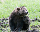 Grizzly at Obsidian Scratching Himself.jpg