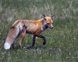 Red Fox Near Specimen Trailhead.jpg