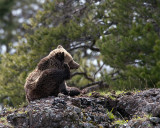 Grizzly at Icebox Canyon Scratching.jpg
