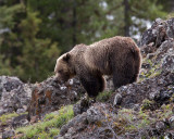 Icebox Canyon Grizzly on the Rocks.jpg