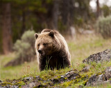 Grizzly at Icebox Canyon.jpg