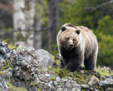 Grizzly Bear on the Hill at Icebox Canyon.jpg