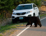 Black Bear Passing by my Rental Car.jpg