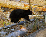 Black Bear Climbing Over a Log.jpg