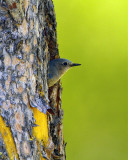 Mountain Bluebird in the Nest.jpg
