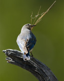 Mountain Bluebird with Nesting Material.jpg