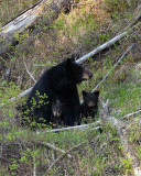 Black Bear Mom with Cubs.jpg