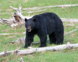 Black Bear Among the Deadwood.jpg
