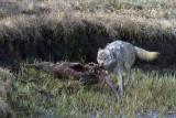 Canyon Wolf with Elk Carcass at Alum Creek.jpg