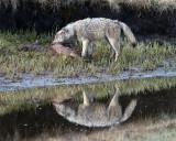 Canyon Wolf with a Mouthful of Elk.jpg